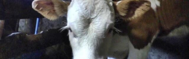 MATEMATIČKI ZADATAK KOJU JE ZBUNIO CELU SRBIJU! "Kupio sam KRAVU za 800 evra..." Imate li vi TAČNO REŠENJE?!