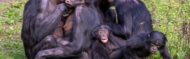 Reputacija bonobo majmuna kao miroljubivih narušena nakon što je u napadu suparničke grupe stradalo mladunče
