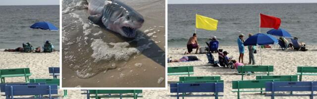 Ajkule se vratile na jednu od najposećenijih plaža: Izdato hitno upozorenje kupačima