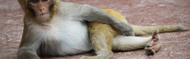 U ZDRAVOM TELU JE ZDRAV DUH! Majmunče radi vežbe! (Video)