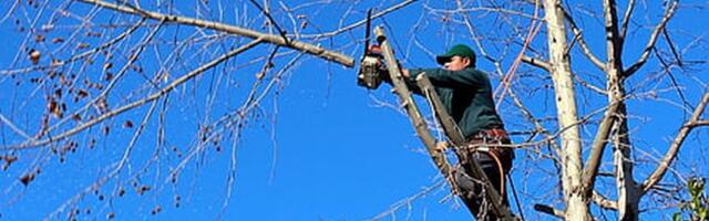 Posečeno 30 stabala posađenih u znak prijateljstva Srbije i Azerbejdžana – šta zna testera šta je diplomatski gest