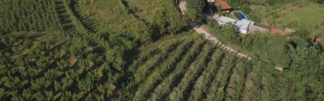 Za ovo voće se misli da ne uspeva u Srbiji: Slatko je, jede se na kašiku, a Momčilo ubrao više od 200 plodova