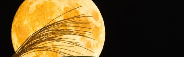 Sutra stiže poslednji PUN MESEC u 2025. godini, a njegovu moć će najviše osetiti OVA 4 ZNAKA