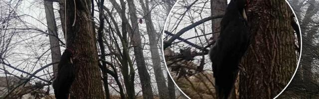 Jeziv prizor: Sumnjaju na crnu magiju