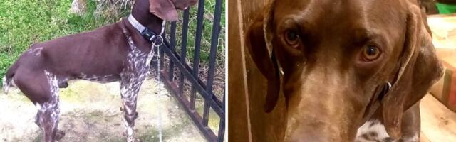 Pas Zevs traži dom: Nemački kratkodlaki ptičar izbačen kod Avale, zimi ne sme da živi na otvorenom