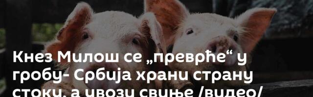 Кнез Милош се „преврће“ у гробу- Србија храни страну стоку, а увози свиње /видео/