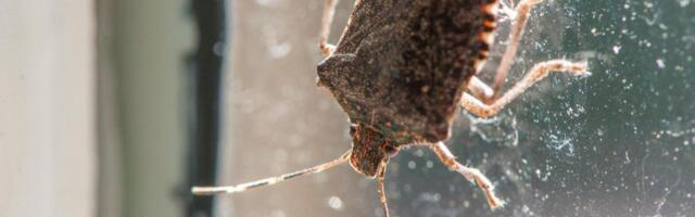 Smrdibube beže od ovih mirisa: Prirodno rešenje za spas od dosadnih insekata!