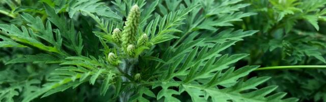 Četiri biljke koje nikako ne želite u svom vrtu ovog proleća: Mogu ozbiljno ugroziti vaše zdravlje i baštu