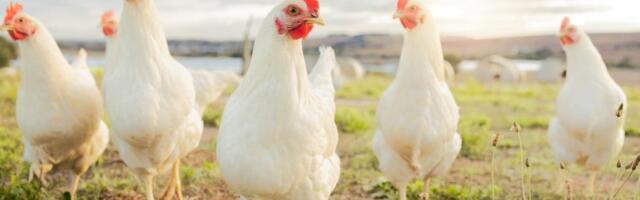 ULAZ ZA ŽENE I DECU BESPLATAN: Prva berza sitnih životinja u Kuli