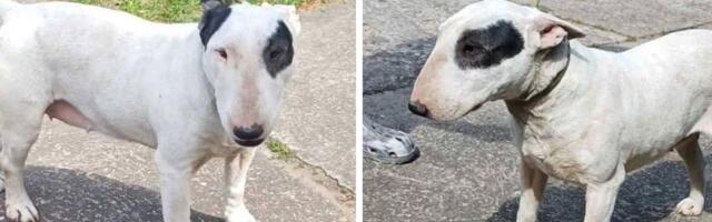 Bulterijerka iz azila traži dom: Zdrava i nežna sedmogodišnja dama čeka svoju novu porodicu