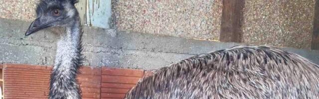 Nesvakidašnja krađa kod Zrenjanina: Nestale četiri ptice trkačice