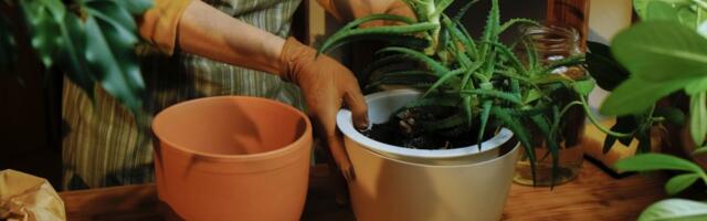 Svi bacaju pseću dlaku, a ne znaju koliko vredi: Ovaj trik iz bašte menja sve i štedi vam novac