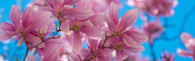 Magnolija je precvetala, sad se pravi ključna greška: Ako je sada dirate, sledeće godine nema cveta