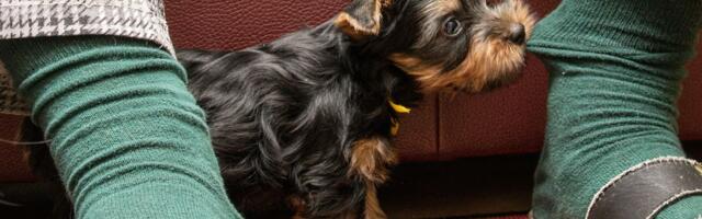 Štene vam gricka ruke i noge: Prepoznajte da li je u pitanju IGRA ili nagoveštaj PROBLEMA u ponašanju