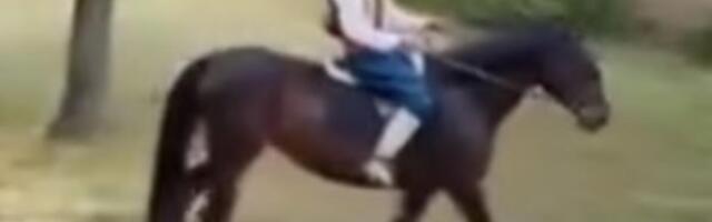 Princ na konju u Novom Sadu: Ovakvu prosidbu do sada niste videli (VIDEO)