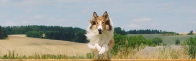 (VIDEO) POGLEDAJTE "LESI SE VRAČA KUĆI"! Film koji nas podseća na DETINJSTVO u bioskopima