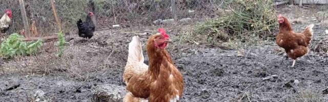 Upoznajte ,,zvezdu“ sela – umiljatu Moravku koja nosi zelena jaja