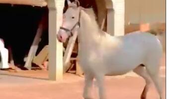 Okončana potera za konjem odbeglim sa univerziteta: Policija ukazala na još jedan kuriozitet