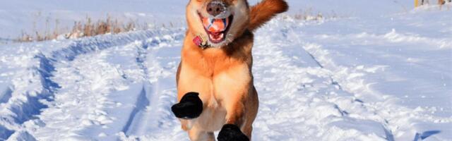 Testirajte odmah: Jedan potez pre izlaska napolje sprečava pucanje i rane na šapama važeg psa!