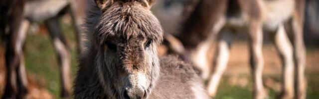 Kako magareća brigada čuva španski nacionalni park od požara?
