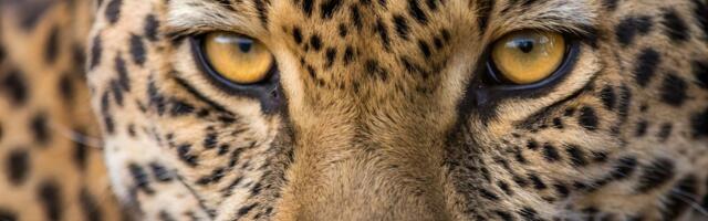 Porodični safari u Bocvani pretvorio se u noćnu moru: Leopard vrebao iz mraka, otac stražario s lopatom