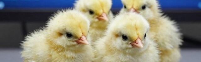 KAMION SLETEO S PUTA, UGINULO 1.840 PILIĆA: Šok u mestu, evo šta se dogodilo (FOTO)