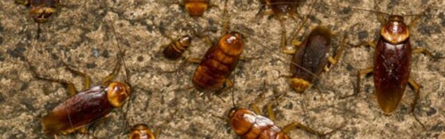 Bubašvabe beže kao lude od ovoga: Samo ga stavite u kuhinju i ima da nestanu odmah