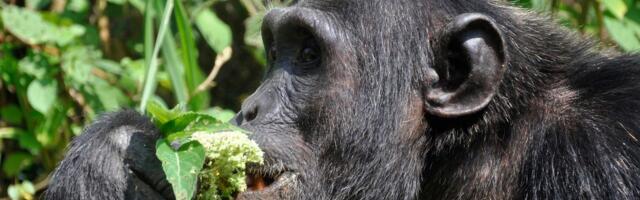 Teorija o pijanom majmunu potvrđena? Šimpanze žderu voće sa alkoholom, pokazala analiza urina