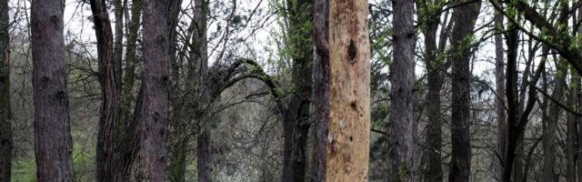 Opasan gmizavac pronađen u srcu Evrope: Ubrzano se razmnožavaju, imaju moćan ugriz, nazivaju ih "UBICAMA"