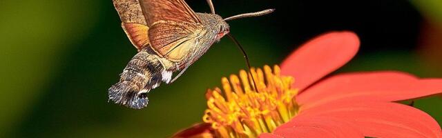 U Angoli otkriveni novi insekti i pauci neobičnih boja i oblika