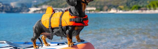 Vaš pas voli da pliva, ali se napio morske vode: Ako ga spopadnu ove DVE MUKE, vodite ga veterinaru