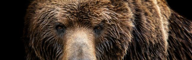 Medved napao čoveka u Sloveniji