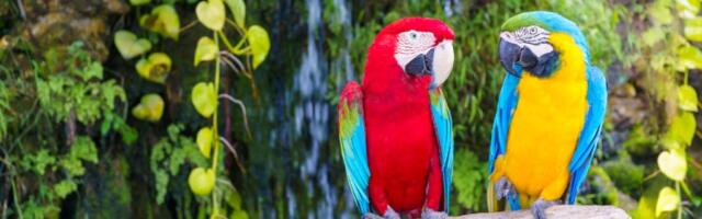 9 načina da naučite papagaja da govori