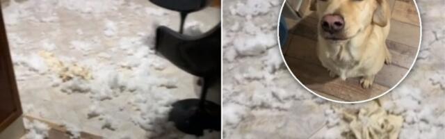 Kučići "razbucali" jastuk, pa se prave ludi (VIDEO)