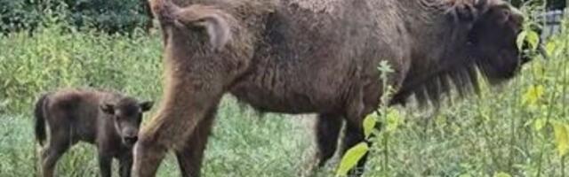 Fruška gora ima novog stanovnika - rođeno bizonče (VIDEO)