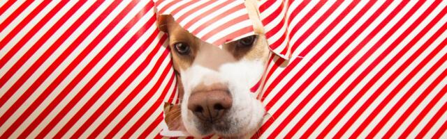 Psi cepaju i žvaću ukrasni papir, mačke ga napadaju: Koji su skriveni RAZLOZI i ZAMKE ove praznične igre