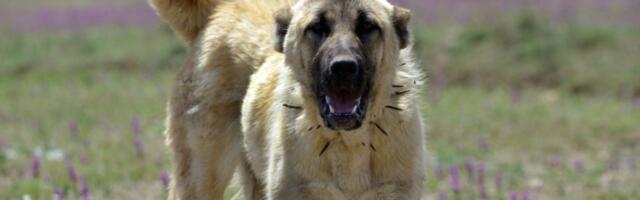 Kangal pokidao muškarca: Sav krvav i u teškom stanju primljen u bolnicu