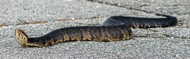 OVO JE PRVO MESTO U KUĆI KOJE MORATE DA PROVERITE: Zmije PRVO TU DOLAZE I KRIJU SE, A NI NE ZNATE!