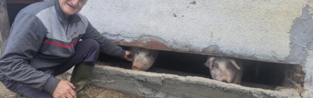 NIKAD VIĐENO, RODILO SE PRASE BEZ UŠIJU?! Jedni se krste, drugi ga slikaju! Narod pod Maljenom ovo ne pamti a desilo se u Boškovom svinjcu, ovako mu tepaju FOTO