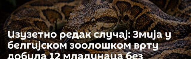 Изузетно редак случај: Змија у белгијском зоолошком врту добила 12 младунаца без мужјака
