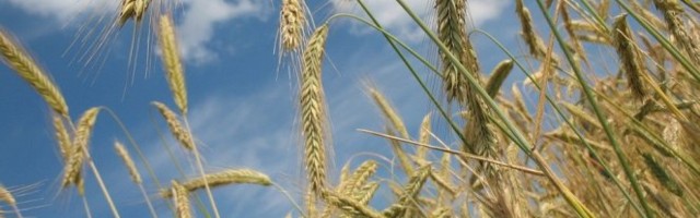 OVA NAMIRNICA ČISTI CREVA I KRV OD OTROVA I MASNOĆA! Odličan detoks ORGANIZMA