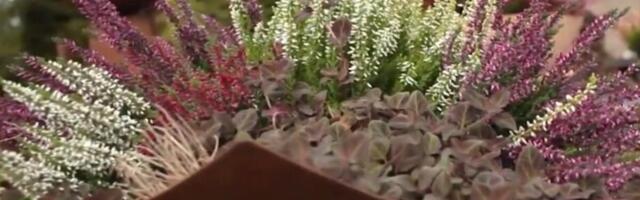 Neka vaša terasa bude lepa zimi: Ovo je predivna biljka kojoj hladnoća uopšte ne smeta, a cveta čak i u decembru