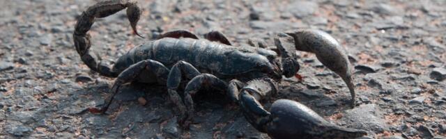 Aktiviran plan "Pustinjska škorpija": Grčka obaveštajna služba na nogama, ništa ne sme da se prepusti slučaju!