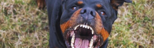 5 NAJAGRESIVNIJIH RASA PASA: Nećete verovati koja mala rasa je na listi