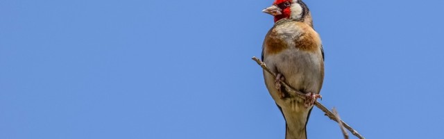 Nova vrsta ptice po prvi put otkrivena u Srbiji
