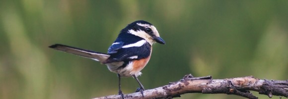 Nova vrsta ptice otkrivena na području Bujanovca i Preševa