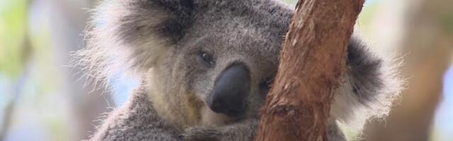 Koale, na prvi pogled obične, a fantastične