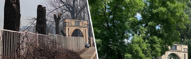 KOME TREBA ZELENILO – Posječen drvored na Gazilaru