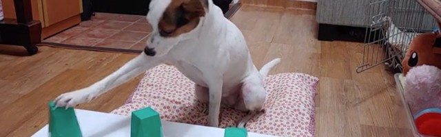 Nemoguće ga je zbuniti: Pas ušao u srž igre (VIDEO)