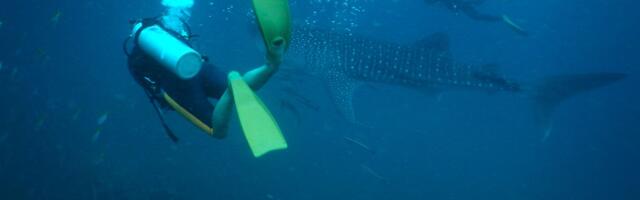 DRAMA NA MALDIVIMA Otišla na ronjenje, prišla ajkulama, a onda je sve krenulo po zlu